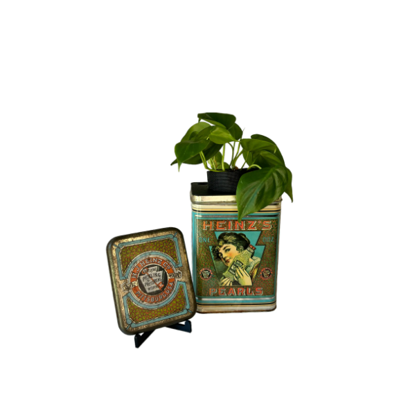 Vintage Heinz Pearls Tin Planter & Heart Leaf Philodendron Plant