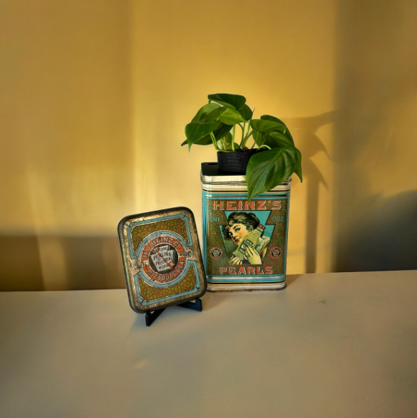 Vintage Heinz Pearls Tin Planter & Heart Leaf Philodendron Plant