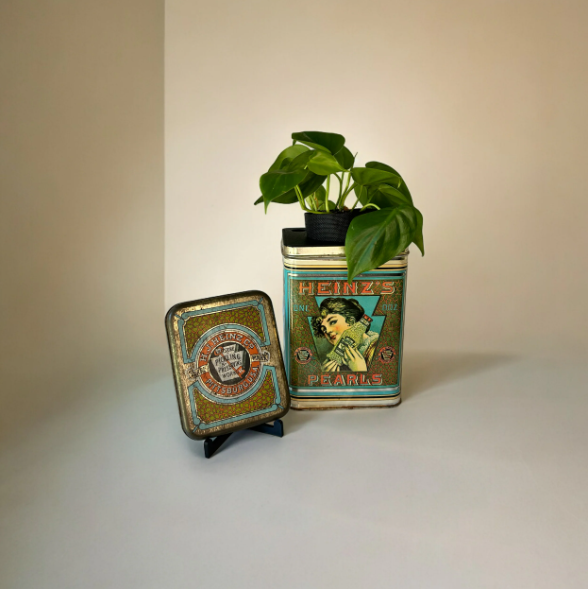 Vintage Heinz Pearls Tin Planter & Heart Leaf Philodendron Plant