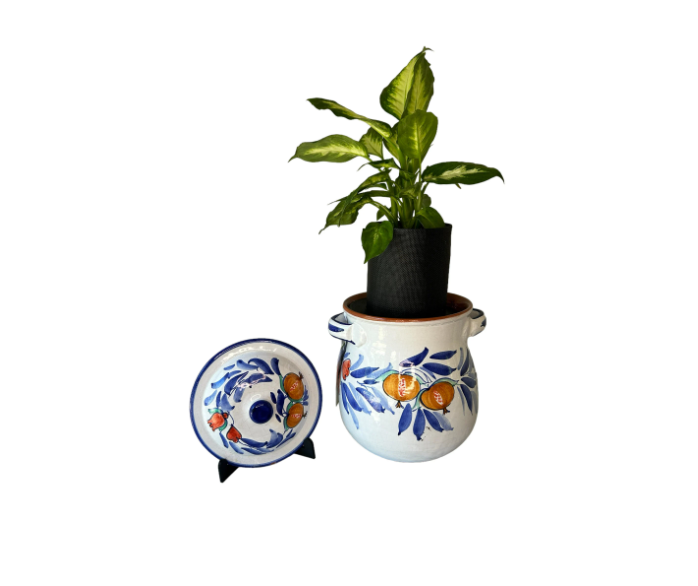 Duca Di Camastra 16 Planter with Dieffenbachia Plant