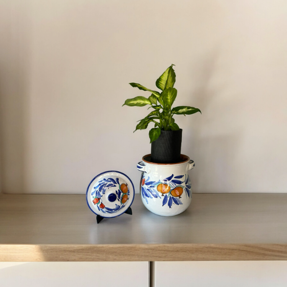 Duca Di Camastra 16 Planter with Dieffenbachia Plant