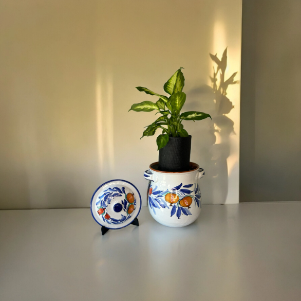 Duca Di Camastra 16 Planter with Dieffenbachia Plant