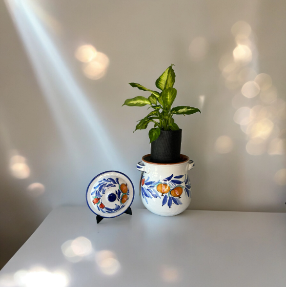 Duca Di Camastra 16 Planter with Dieffenbachia Plant