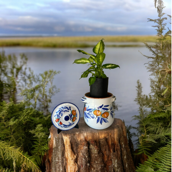 Duca Di Camastra 16 Planter with Dieffenbachia Plant