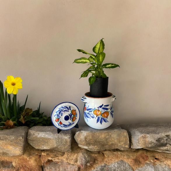 Duca Di Camastra 16 Planter with Dieffenbachia Plant
