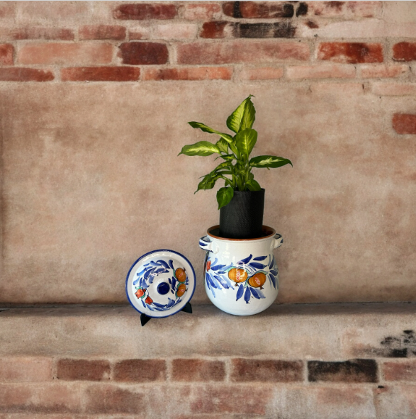 Duca Di Camastra 16 Planter with Dieffenbachia Plant