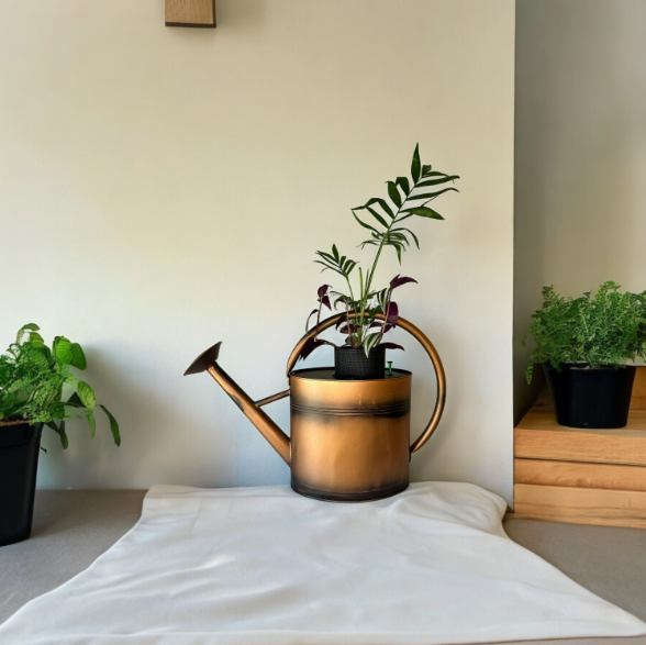 Copper Watering Can Planter with Lush Tradescantia & Parlor Palm Plants
