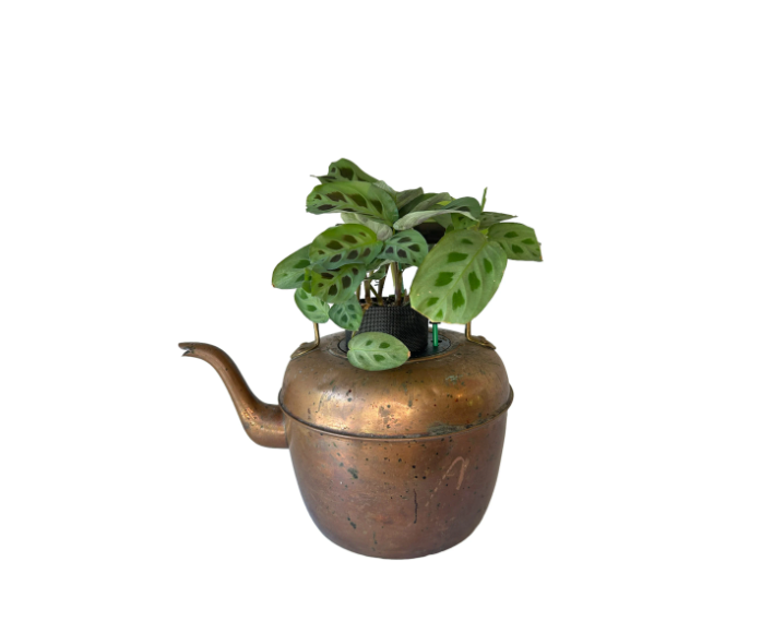 Antique Copper & Brass Large Coffee Pot Planter with Prayer Plant