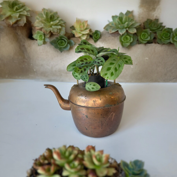 Antique Copper & Brass Large Coffee Pot Planter with Prayer Plant