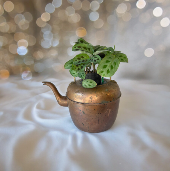 Antique Copper & Brass Large Coffee Pot Planter with Prayer Plant
