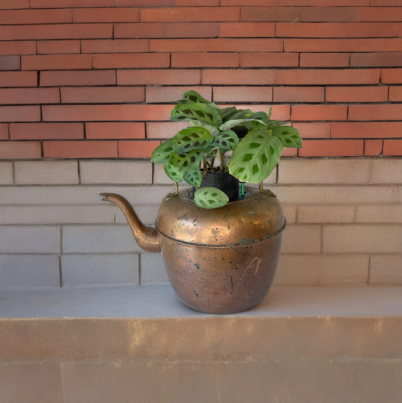 Antique Copper & Brass Large Coffee Pot Planter with Prayer Plant