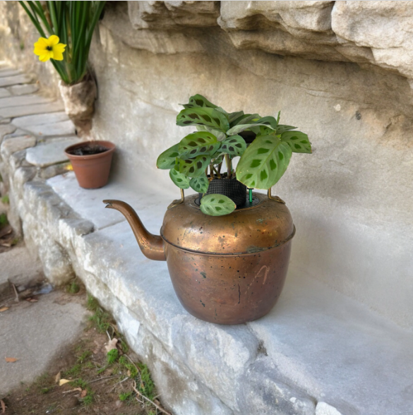 Antique Copper & Brass Large Coffee Pot Planter with Prayer Plant