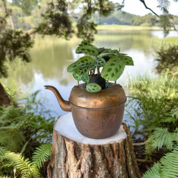 Antique Copper & Brass Large Coffee Pot Planter with Prayer Plant