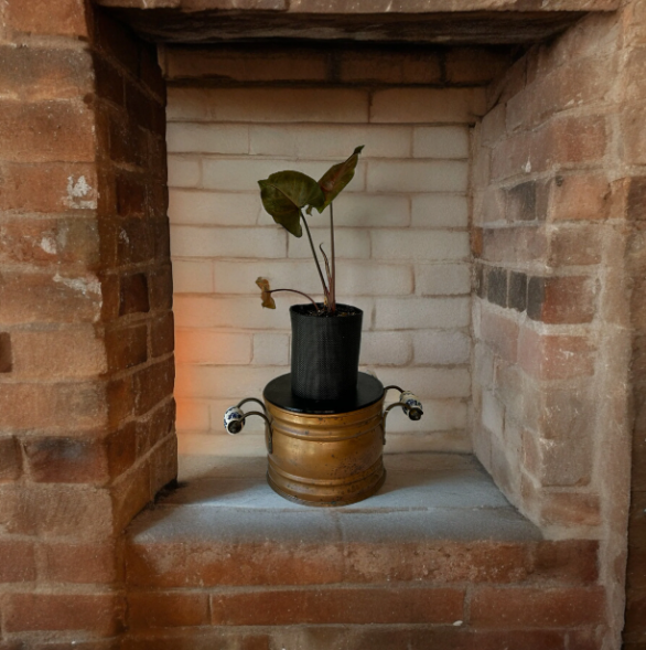 Rustic Brass Finish Planter with Arrowhead Plant