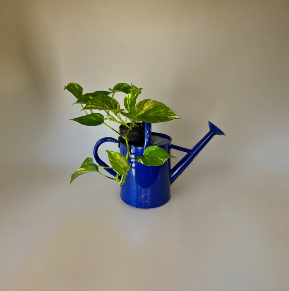 Cobalt Blue Watering Can Planter with Golden Pothos Plant