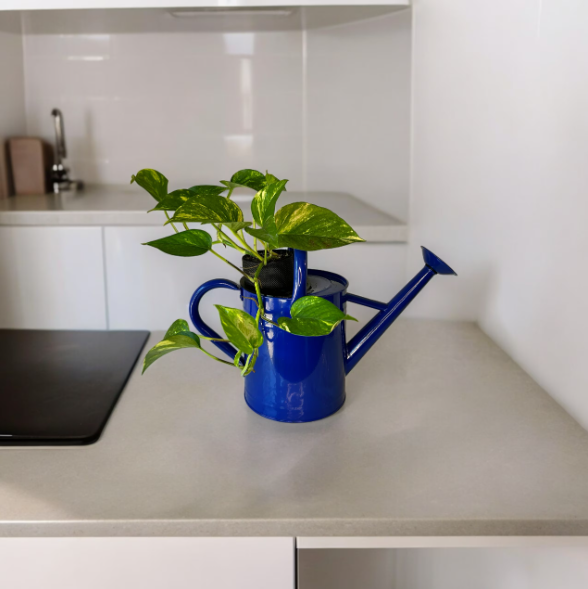 Cobalt Blue Watering Can Planter with Golden Pothos Plant