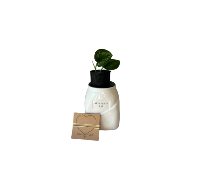 Blessings Jar Planter with Scindapsus Plant