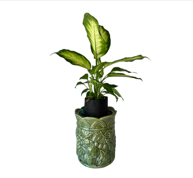 Andrea Sadak Jay Willfred Green Canister Planter with Dieffenbachia Plant