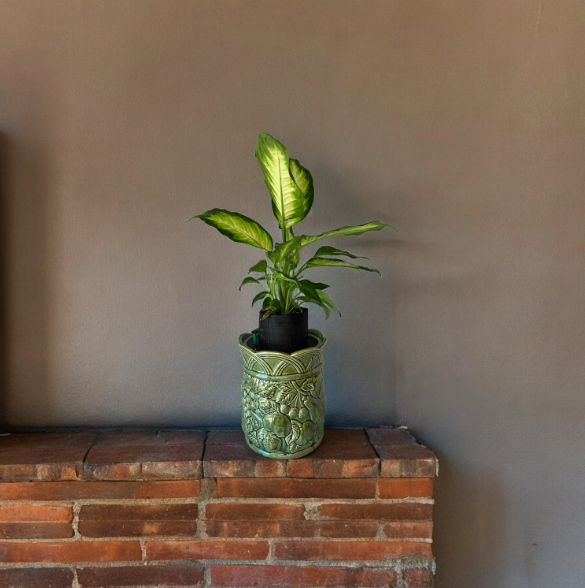 Andrea Sadak Jay Willfred Green Canister Planter with Dieffenbachia Plant