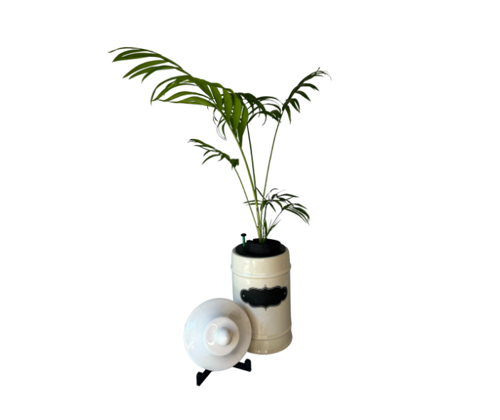 1950's Ceramic Apothecary Jar Planter With (Chipped) Lid & Parlor Palm Plant