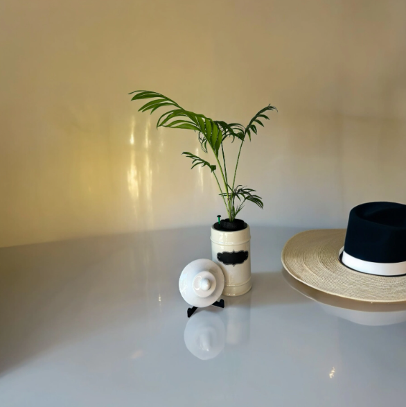 1950's Ceramic Apothecary Jar Planter With (Chipped) Lid & Parlor Palm Plant