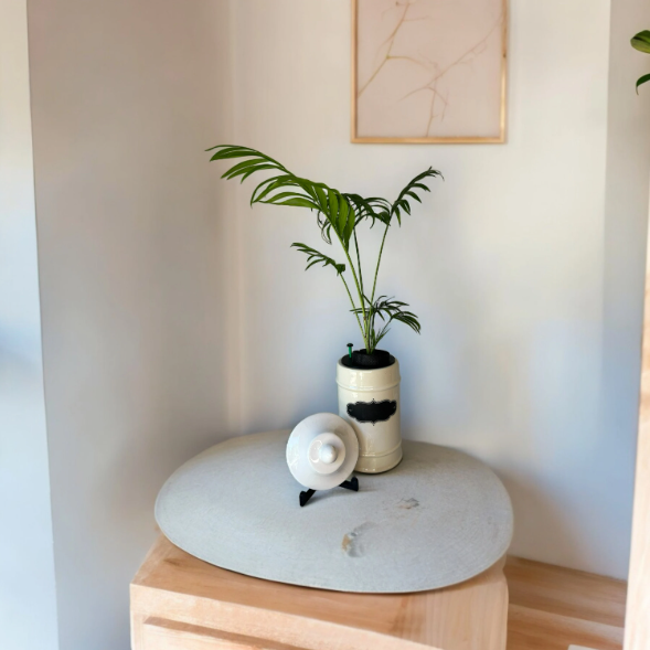 1950's Ceramic Apothecary Jar Planter With (Chipped) Lid & Parlor Palm Plant