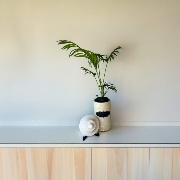 1950's Ceramic Apothecary Jar Planter With (Chipped) Lid & Parlor Palm Plant