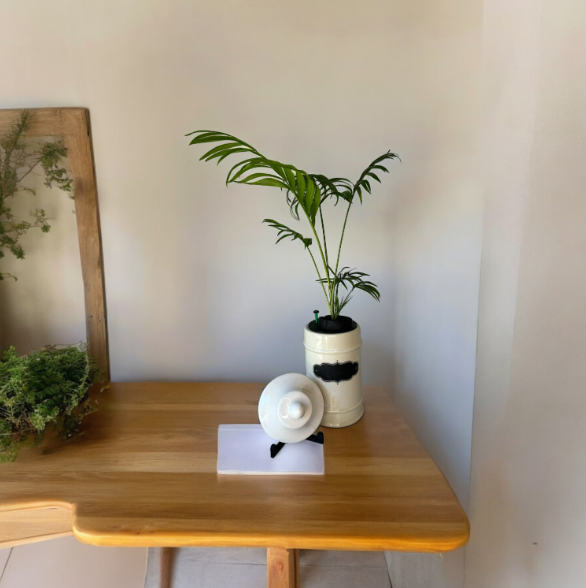 1950's Ceramic Apothecary Jar Planter With (Chipped) Lid & Parlor Palm Plant