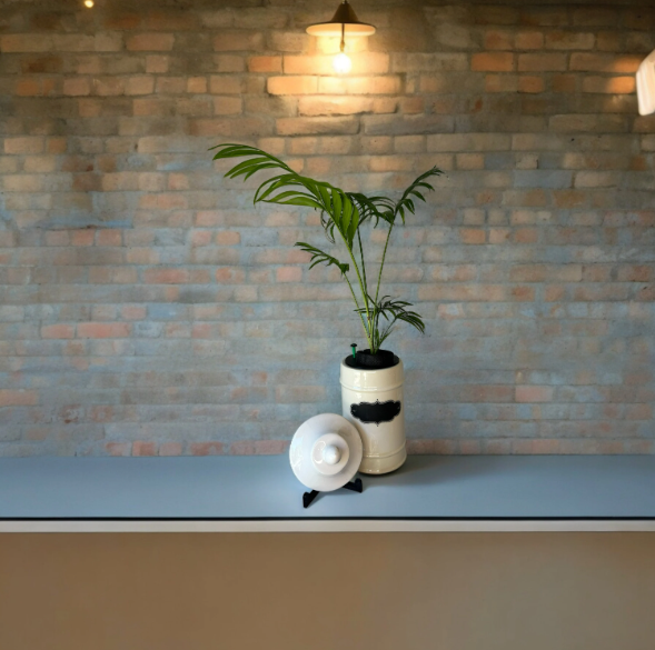 1950's Ceramic Apothecary Jar Planter With (Chipped) Lid & Parlor Palm Plant