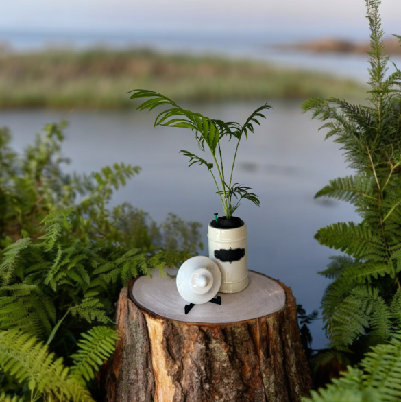 1950's Ceramic Apothecary Jar Planter With (Chipped) Lid & Parlor Palm Plant