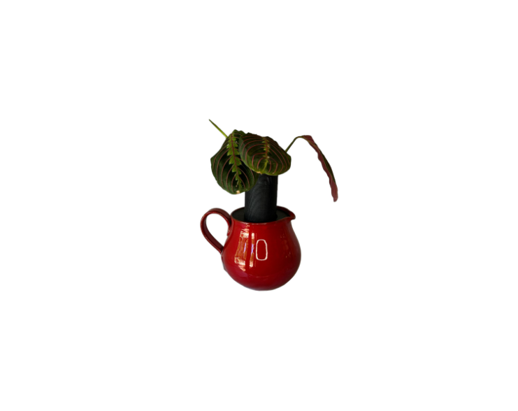 Red Ceramic Pitcher Planter with Prayer Plant