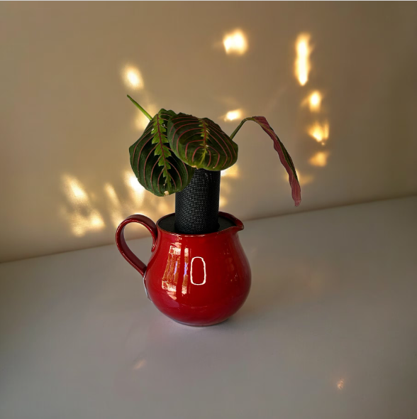 Red Ceramic Pitcher Planter with Prayer Plant