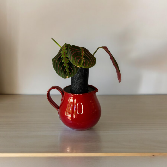 Red Ceramic Pitcher Planter with Prayer Plant