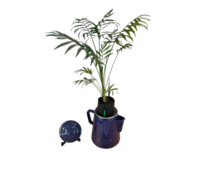 Self-Watering Blue Enamelware Kettle Planter with Parlor Palm