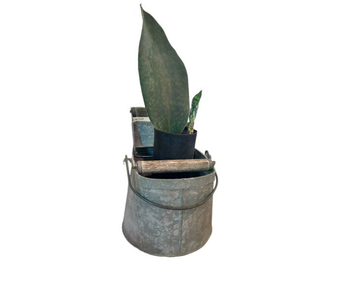 Charming Vintage Self-Watering Planter with Whale Tail Succulent