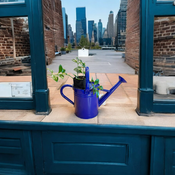 Cobalt Blue Watering Can Planter with Lipstick Plant
