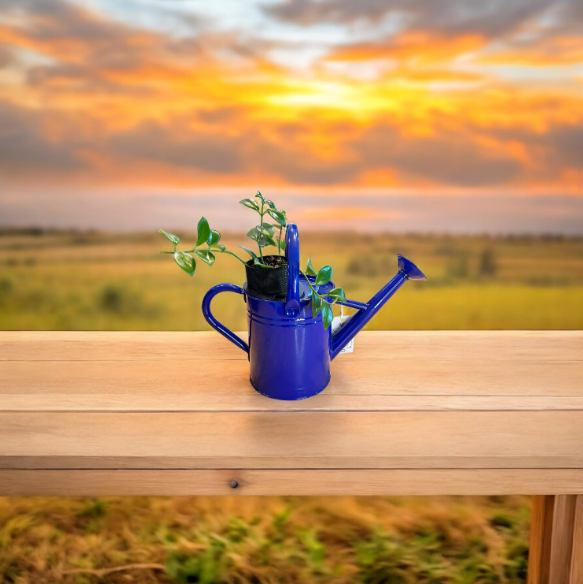 Cobalt Blue Watering Can Planter with Lipstick Plant