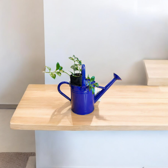 Cobalt Blue Watering Can Planter with Lipstick Plant