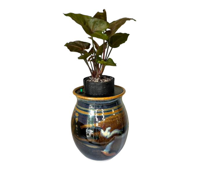 Ron Lieberman Glazed Pottery Planter with Syngonium ‘Arrowhead’ Plant