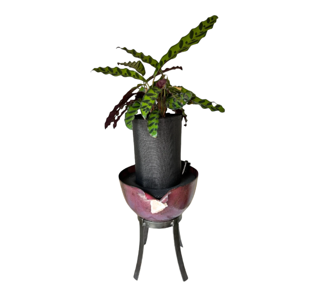 Elegant Metal Planter with Stand Adorned with Sparkling Crystal Detail and Rattlesnake Calathea