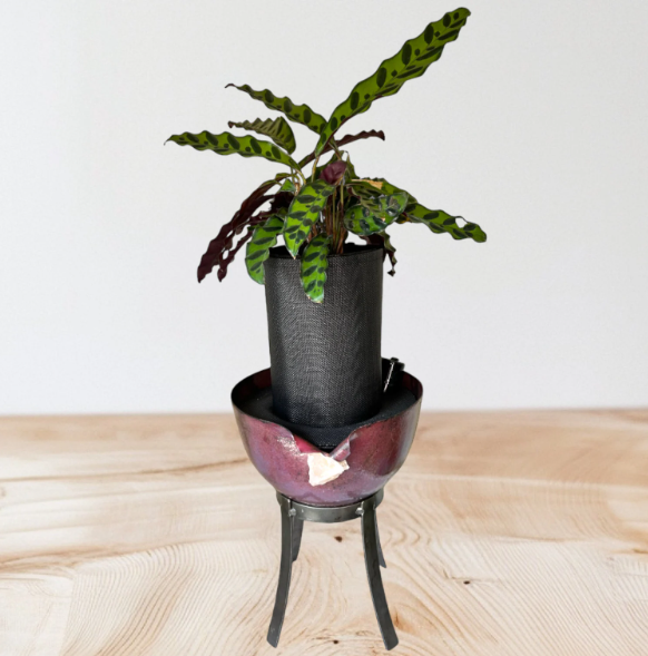 Elegant Metal Planter with Stand Adorned with Sparkling Crystal Detail and Rattlesnake Calathea