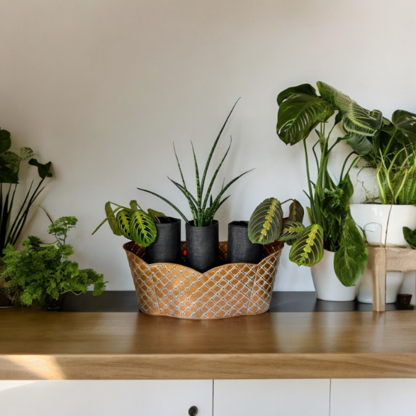 Elegant Bronze Triple Scalloped Planter with Trio of Lush Greenery