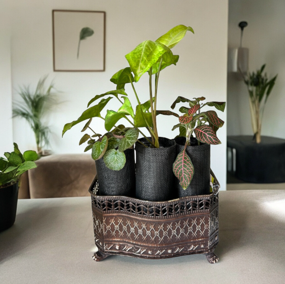 Vintage-Style Self-Watering Planter with Trio of Lush Plants