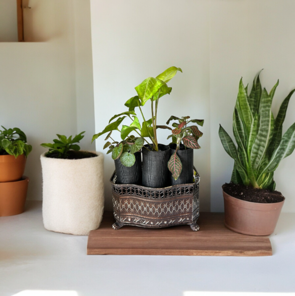 Vintage-Style Self-Watering Planter with Trio of Lush Plants