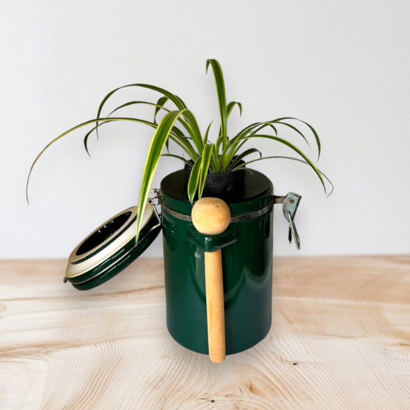 Green "The Market Place" Baking Canister Self Watering Planter with Spider Plant