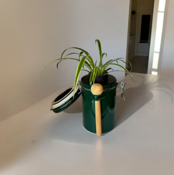 Green "The Market Place" Baking Canister Self Watering Planter with Spider Plant