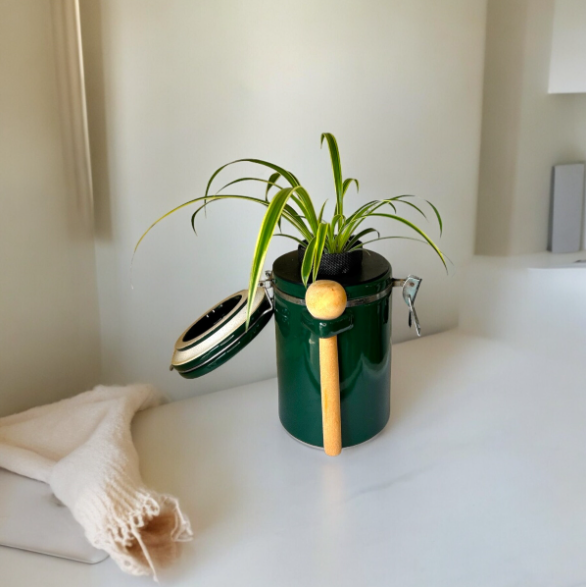 Green "The Market Place" Baking Canister Self Watering Planter with Spider Plant