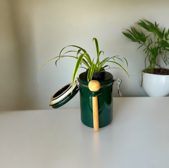 Green "The Market Place" Baking Canister Self Watering Planter with Spider Plant