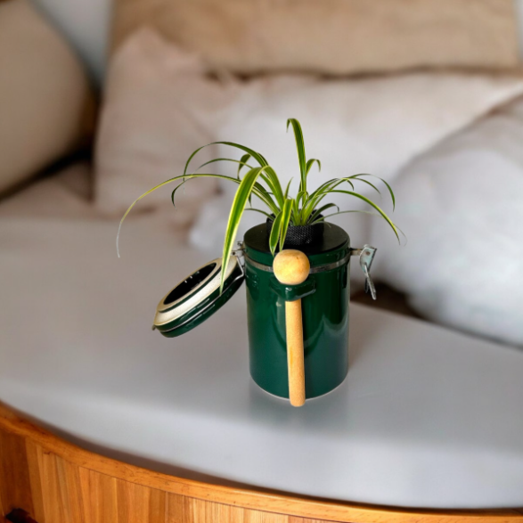 Green "The Market Place" Baking Canister Self Watering Planter with Spider Plant