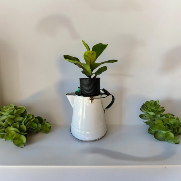 Vintage White Enamel Graniteware Camping Coffee Pot Planter with Fiddle Leaf Fig Plant
